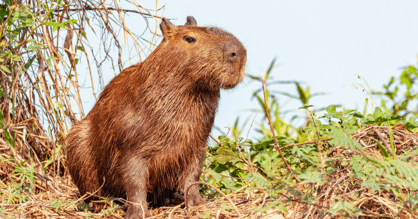 capybara