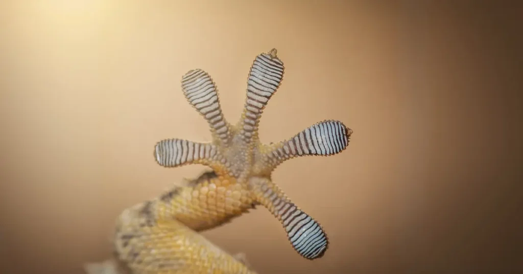 Adhérence des pattes des Geckos